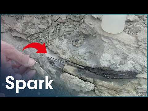 Palaeontologists Uncover Antarctica's Prehistoric Past