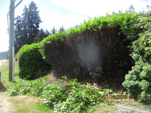 Hard Pruning a Laurel hedge in Summer