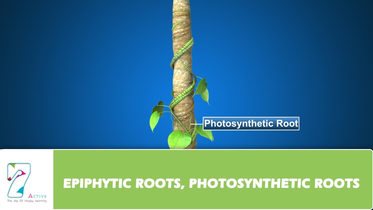 EPIPHYTIC ROOTS, PHOTOSYNTHETIC ROOTS