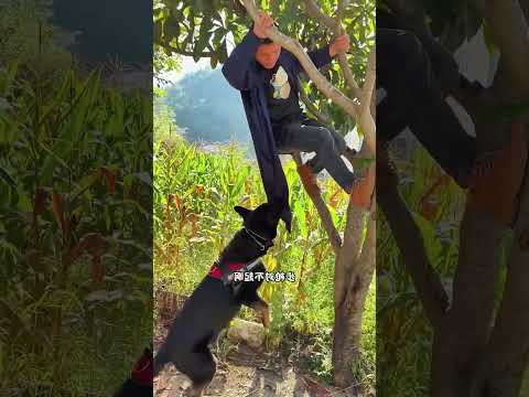 Con chó tốt bụng #358 | Lúc đầu cứ tưởng... ai ngờ coi đến cuối clip mới hiểu