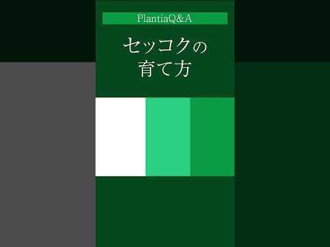 シンビジウムの花