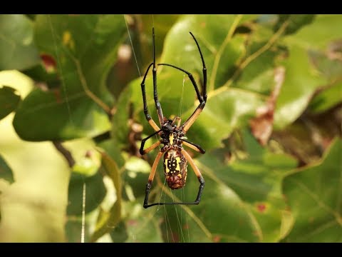 1 Minute Lecture: Can a spider attain enlightenment? (Alari Allik)