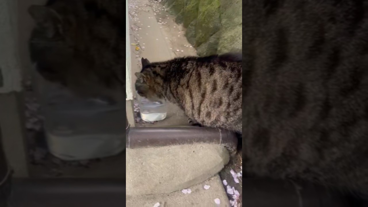 お水を飲むまん丸ちゃん❗ペロペロ⤴️今日も忙しくなりそうなんだニャン♥️ #地域猫ボランティア #猫大好きBIGMAMA #地域猫#猫好きさんと繋がりたい #猫のいる暮らし