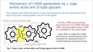Why genetic codes are used in replication of protein