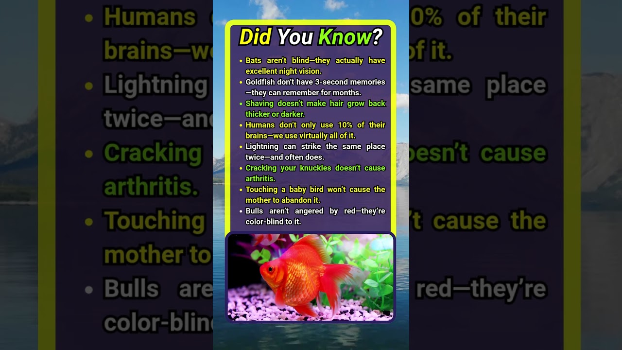 Did You Know Bulls Aren't Angered by Red?