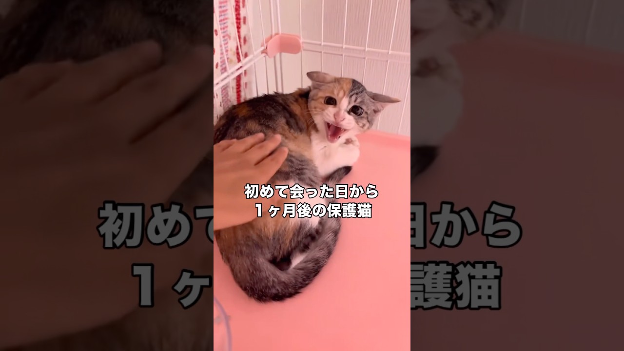 初めて会った日から1ヶ月が経過したパステル三毛 #三毛猫 #保護猫 #三毛 #shorts