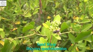 preview picture of video 'Sand Wasp - Bicyrtes quadrifasciatus'