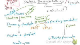 Pentose Phosphate Pathway