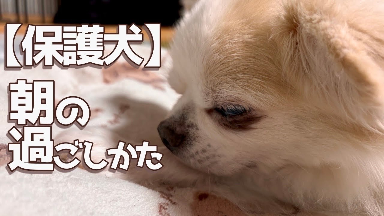 保護犬たちと一日の始まり