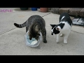 Cats For Cats To Watch HD ➙ EPIC 3 HOURS! Cat Videos * Cats Playing * Entertainment For Cats