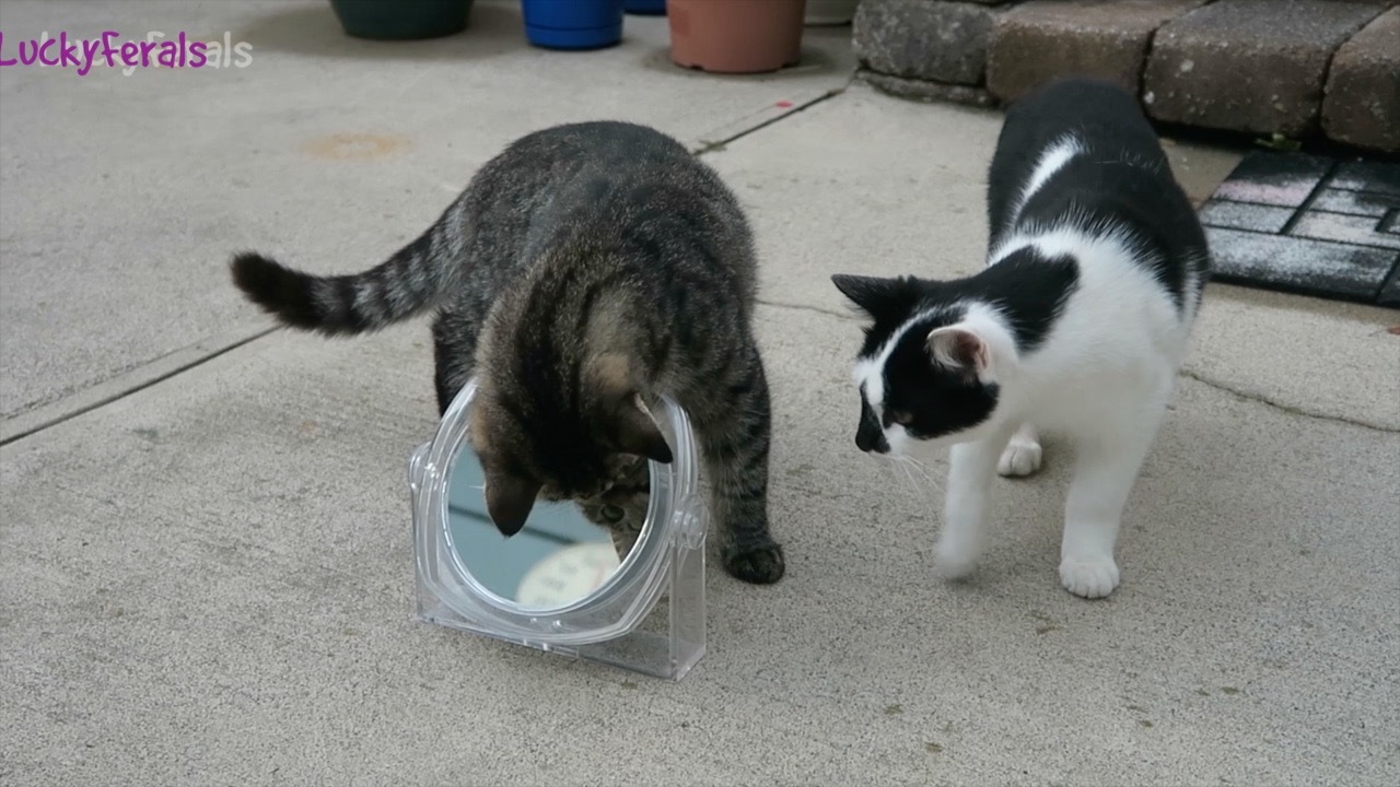 Cats For Cats To Watch HD ➙ EPIC 3 HOURS! Cat Videos * Cats Playing * Entertainment For Cats