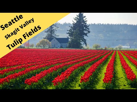 2016 Skagit Valley tulip fields, miles of color, country blocks of Tulips