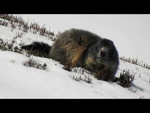 #tatryodręki – Świstak