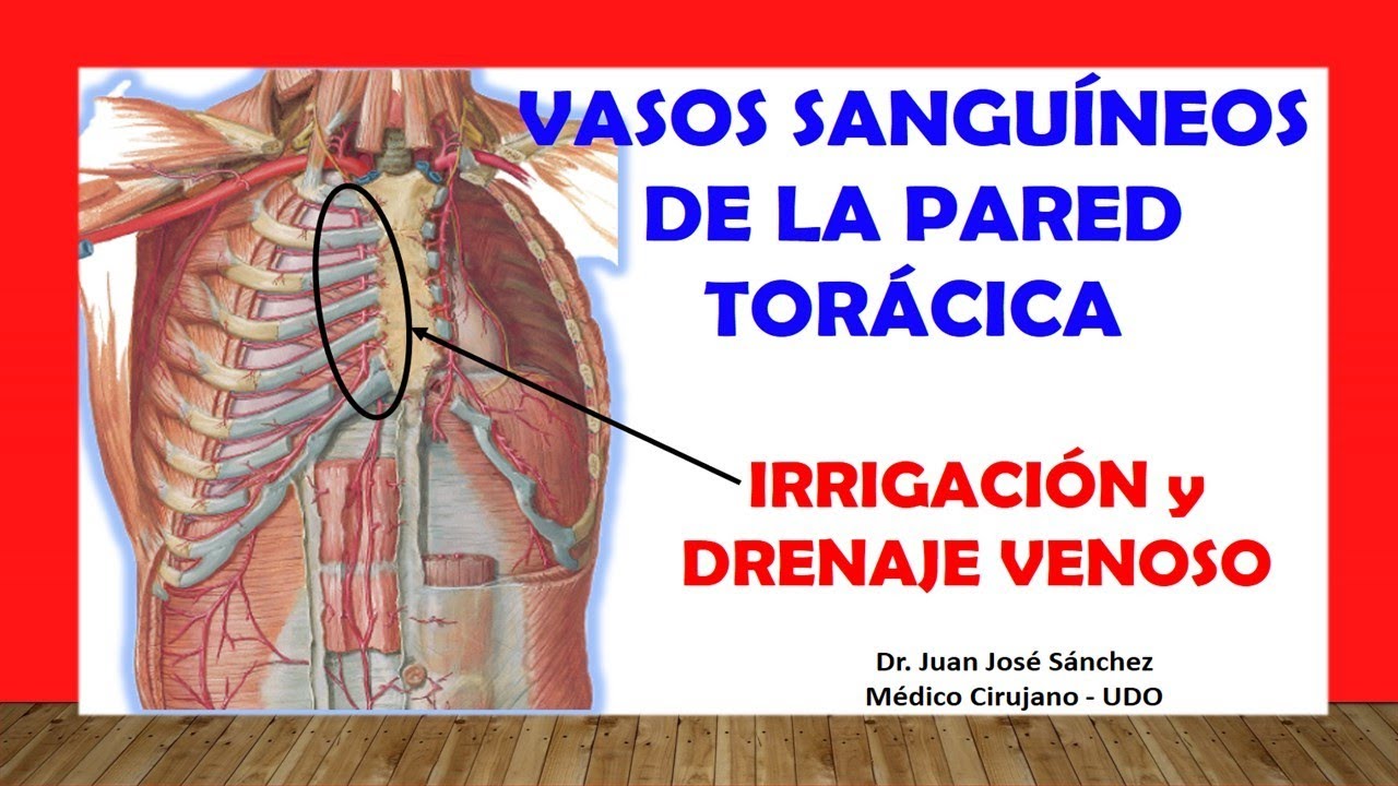 🥇 BLOOD VESSELS OF THE CHEST WALL, (Arteries and Veins), Easy, Fast and Simple.