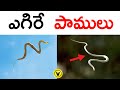 ఎగిరే పాముల రహస్యమేమిటి ? | What is the secret of flying snakes? | Vishayam