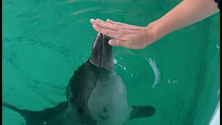 Rescued Rough-Toothed Dolphin Care Update