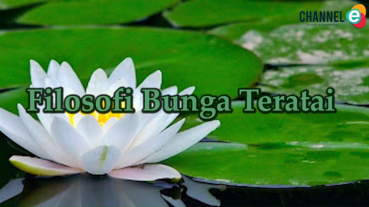 Filosofi Bunga Teratai Agar Kamu Hidup Baik di Lingkungan Buruk
