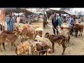 26 March 2026 Zero Size Dudh Wali Bacharian Cattle Market Punjab پنجاب کی انٹرنیشنل 