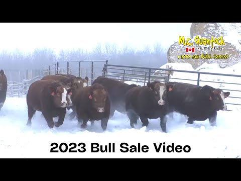 , title : '2023 M.C. Quantock Bull Sale Preview - Full Length'