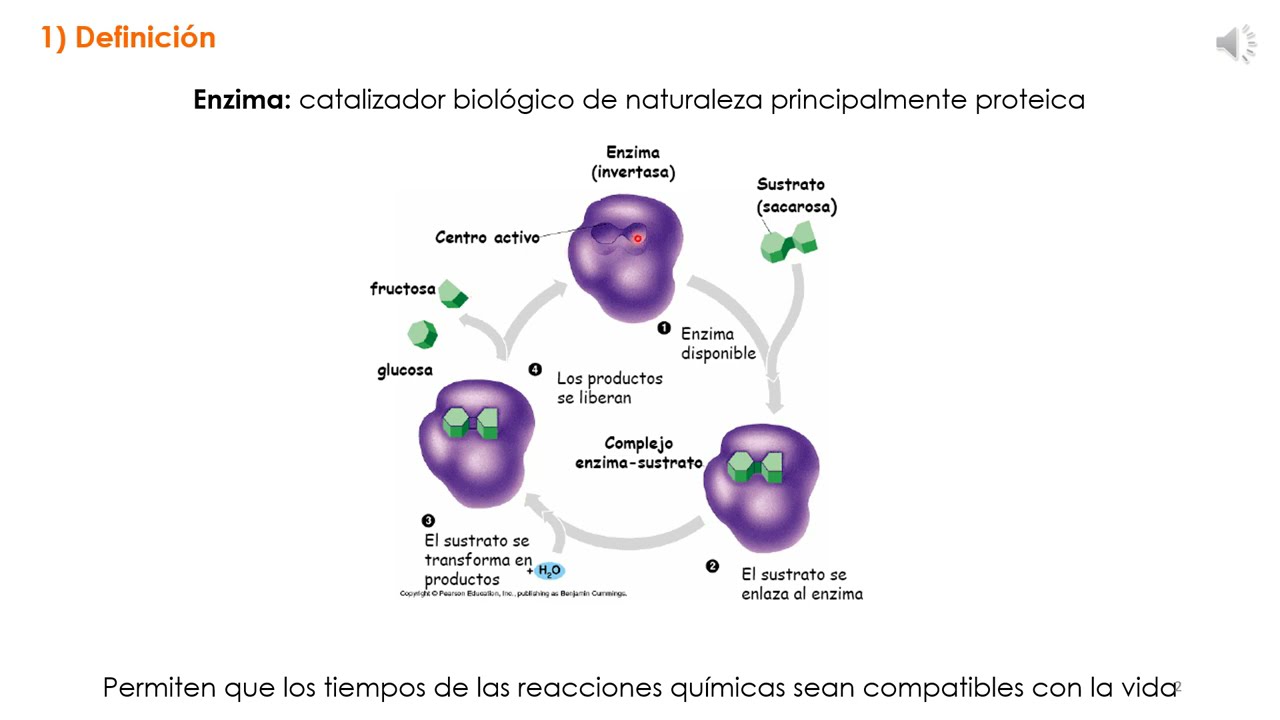 Seminario Enzimas Presentacion 1