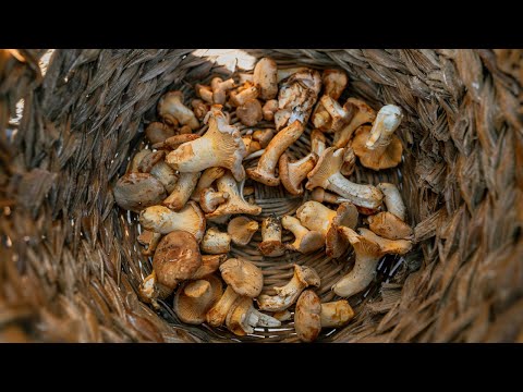 Beginner’s Guide to Mushroom Foraging in Oregon