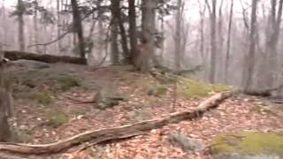 preview picture of video 'Loyalsock State Forest, Part 2/4 (Rock Garden)'