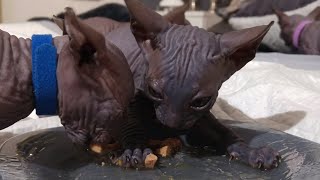 Funny, Chewing noisily eating sphynx kittens sound like piglets / DonSphynx /