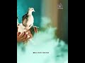 Gunna Gunna Mamindla Song Dj Flock Songs Telugu Videos 2021