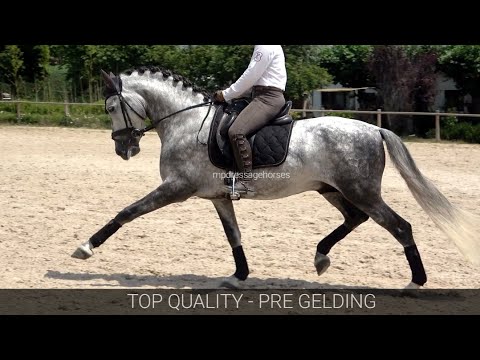 TOP Quality PRE Gelding 2017 - 1,61 cm (#MP700)