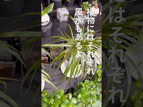 薄暗い部屋を緑化する、光のない観葉植物 4 つ  庭園