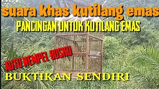 Download lagu suara pikat burung KUTILANG EMAS, dijamin nempel // suara asli untuk pemikat burung mp3 Download lagu suara pikat burung KUTILANG EMAS, dijamin nempel // suara asli untuk pemikat burung mp3