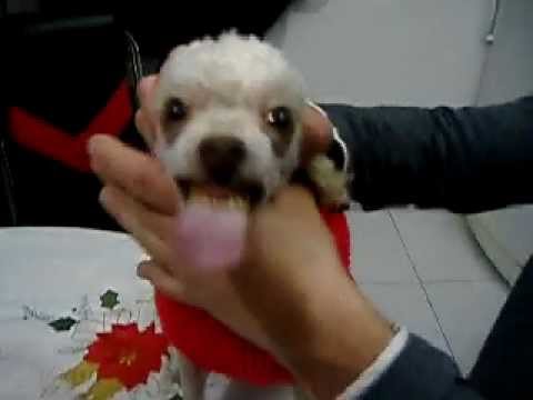 gigi il kelb likrah  issu ford ta molla wahda mixi