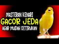 MASTERAN KENARI GACOR JEDA AGAR MUDAH DITIRUKAN UNTUK KENARI MUDA BELAJAR BUNYI