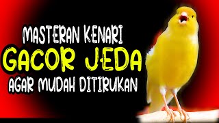 Download lagu MASTERAN KENARI GACOR JEDA AGAR MUDAH DITIRUKAN UN... mp3