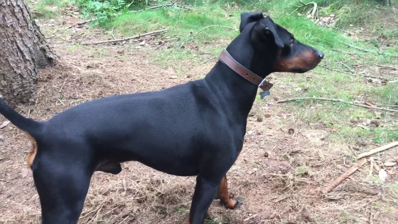 YouTube video preview