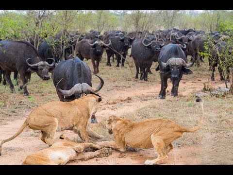 Leones Contra Bufalos - La fortaleza del bufalo parte 1 Documental