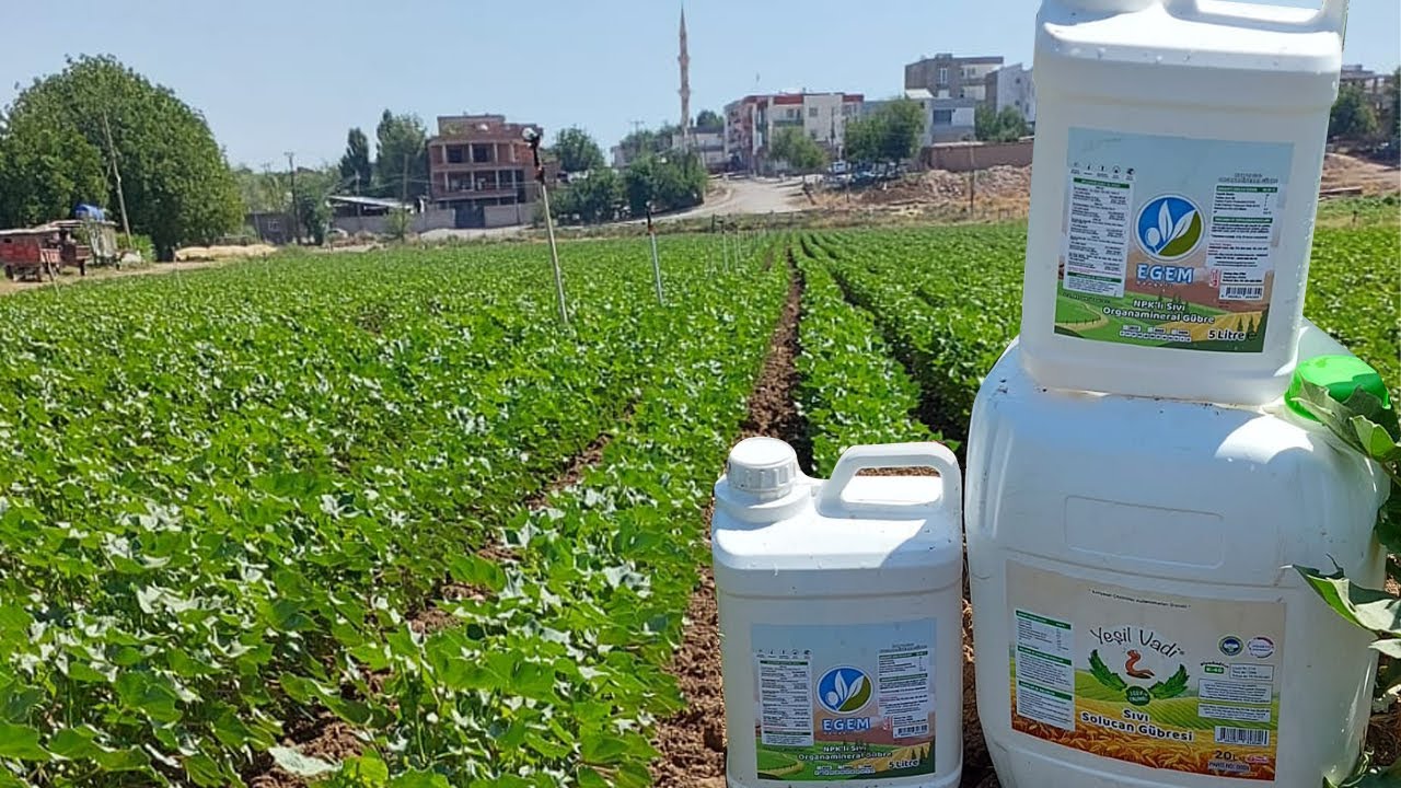 Pamuk Tarlasında Yeşil Vadi Solucan Gübresi ve NPK Organomineral Uygulaması