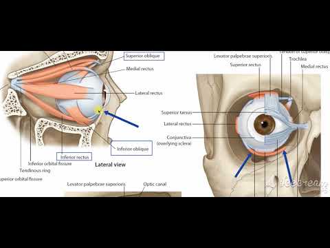 Oblique muscles of eyeball 5