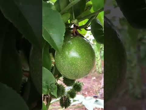 Sítio a venda em Rafael jambeiro com poço artesiano 