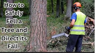 How to Master Tree Felling and Directing the Fall