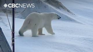 Seeing polar bear in St. Anthony was an ‘inspiring moment’