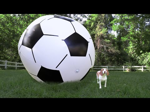 Puppy vs GIANT Soccer Ball: Cute Puppy Dog Indie Gets Soccer Ball Surprise!