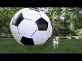 Puppy Vs GIANT Soccer Ball Cute Puppy Dog Indie Gets Soccer Ball Surprise