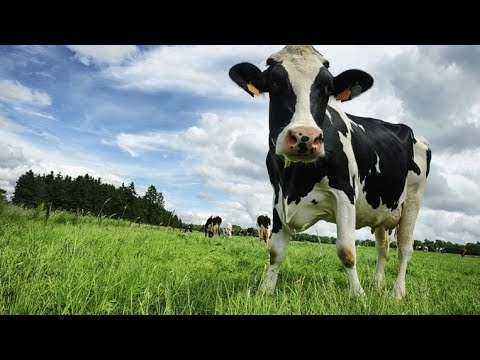 Debat over het stikstofbeleid!