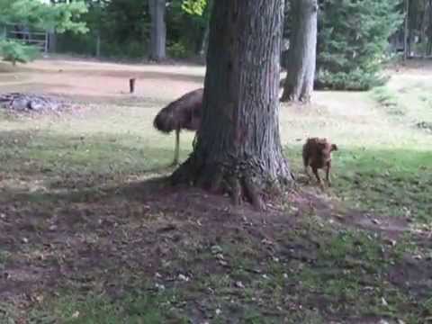 My boxer dog Daisy and the emu. Running around and around.