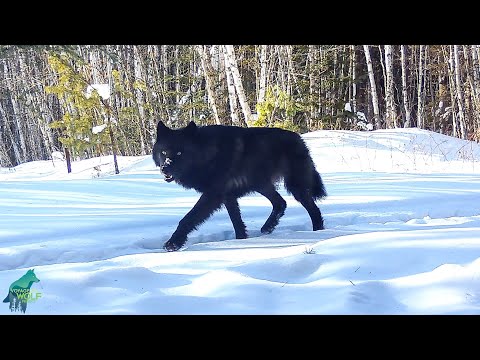 Rare black wolves in northern Minnesota