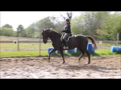 Verkaufspferd Traberwallach 15 Jahre