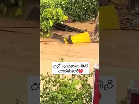 උදව් ඉල්ලන්න බැරි උන අසරණයෝ ❤ #foryou #srilanka #floodsrilanka #flood #dogshorts