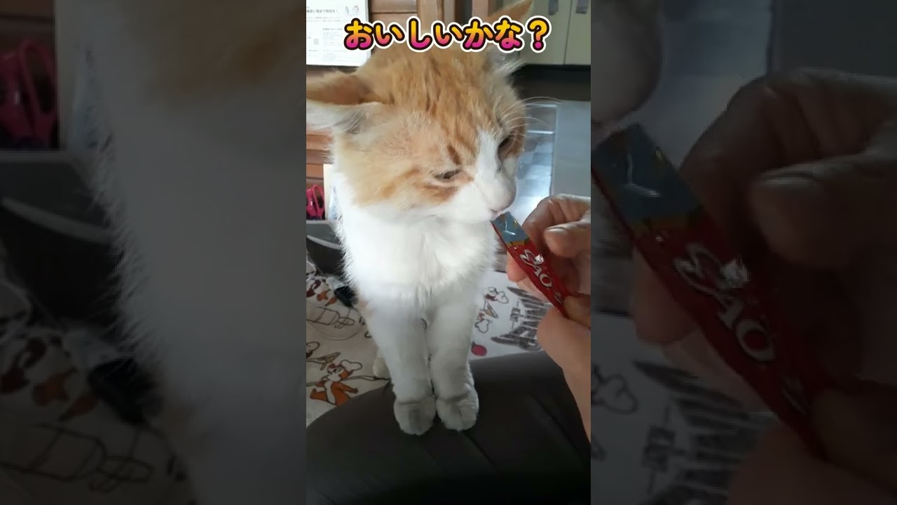 保護猫ちゃんにちゅーるを初めてあげました。 #shorts