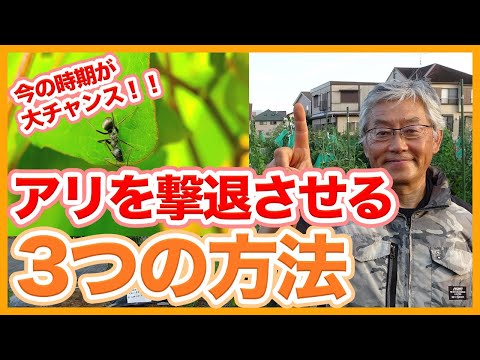 園芸 アリ、コナカイガラムシ、アブラムシ、てんとう虫